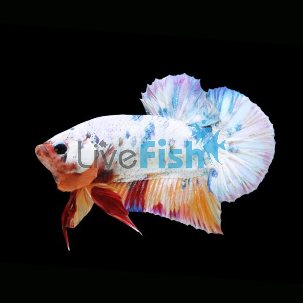 Assorted Male Fancy Half Moon Plakat Betta 5cm - Select