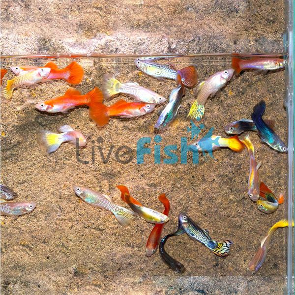 75x Assorted Male Guppy 3-4cm