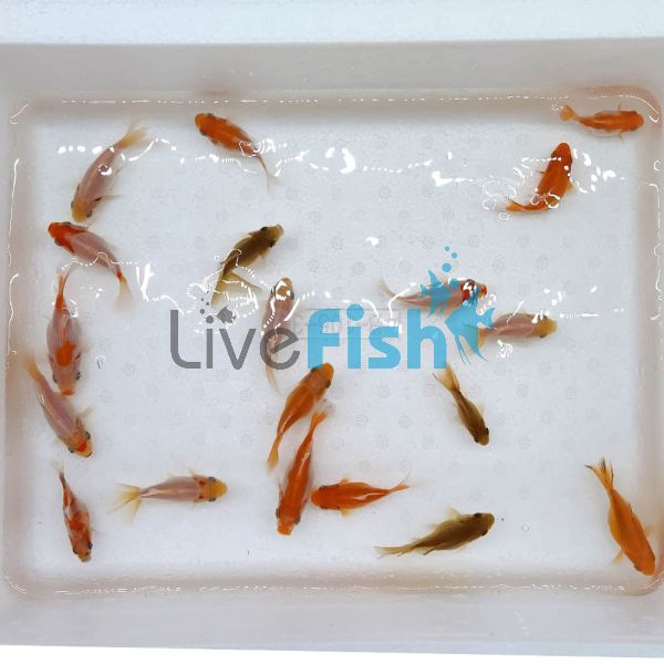 30 x Assorted Nymph 5cm