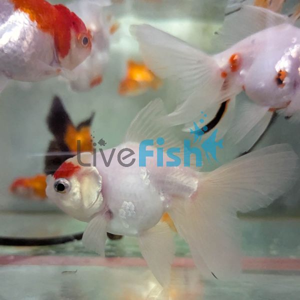 Assorted Oranda 9cm
