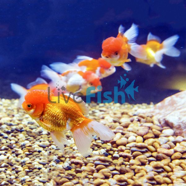 Assorted Oranda 5cm