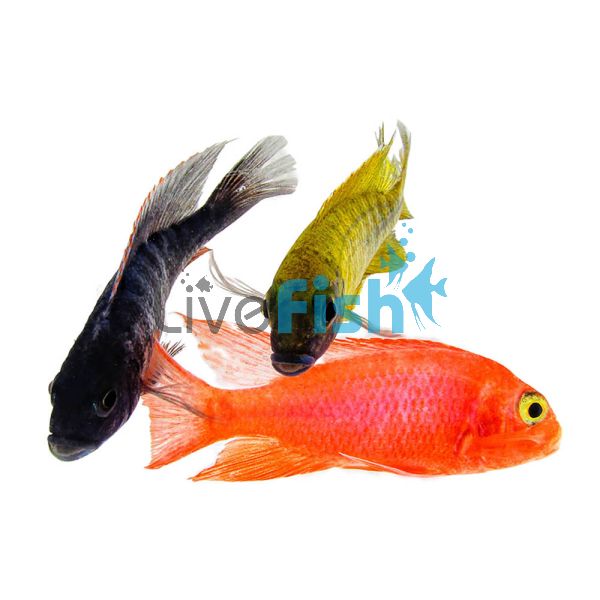 Assorted Peacock 7cm