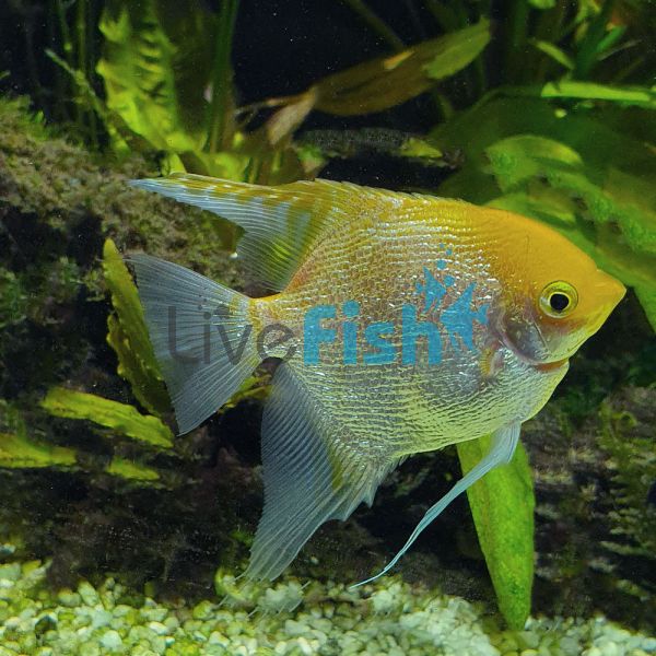 Assorted Pearlscale Angelfish 6cm