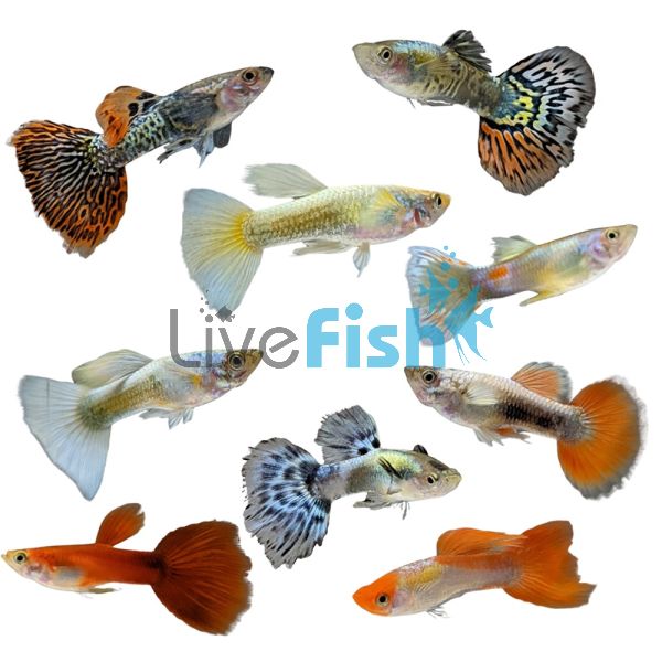 Assorted Premium Male Guppy 3.5cm