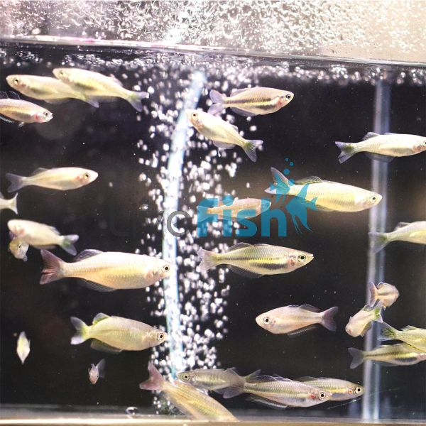 Assorted Rainbow 3cm