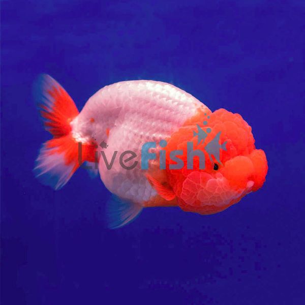 Assorted Ranchu 12cm
