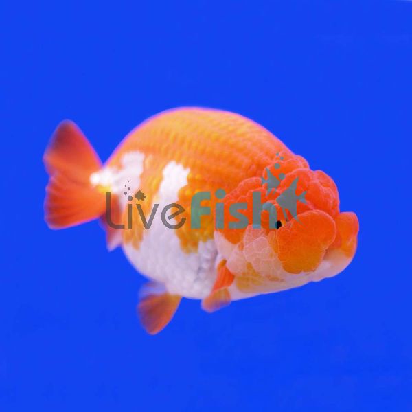Assorted Ranchu 15cm