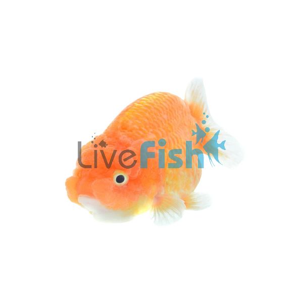 Assorted Ranchu 4cm