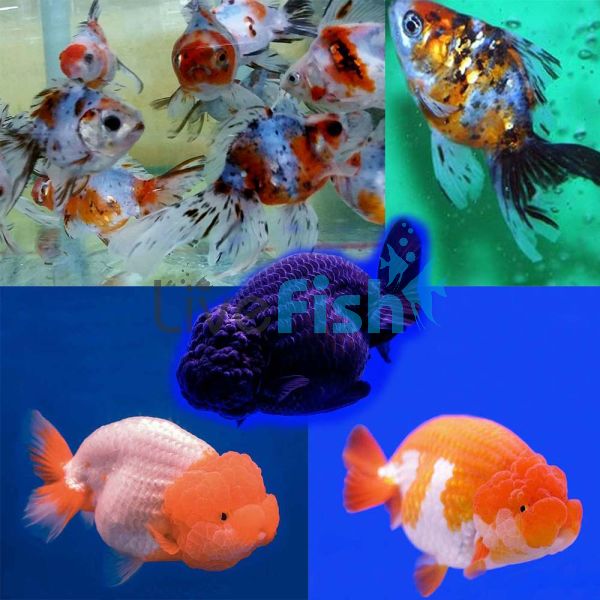 Assorted Premium Fantails 7cm 
