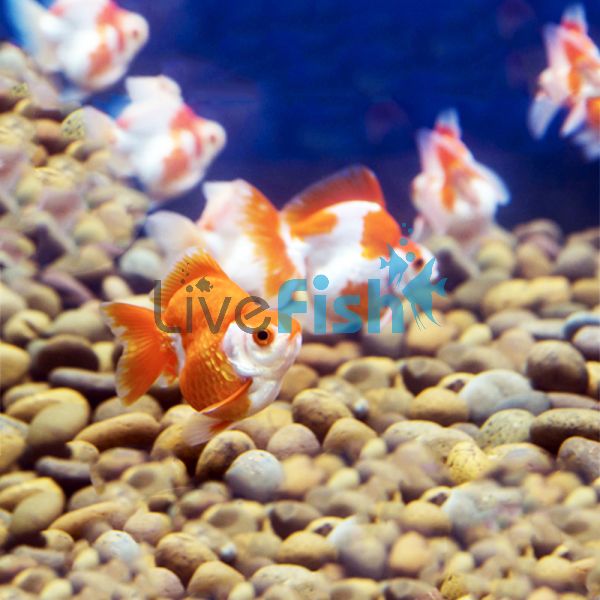 Assorted Ryukin 5cm