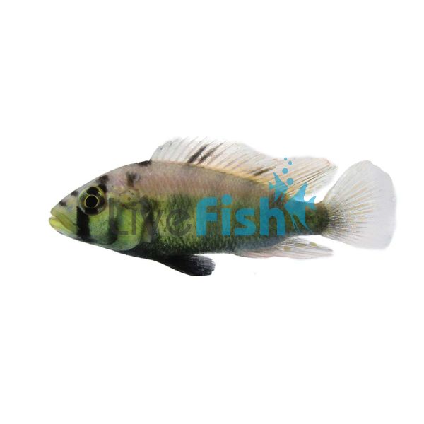 Astato Aeneocolor Yellow Belly Albert 5cm 