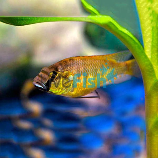 Astatotilapia Burtoni 4cm