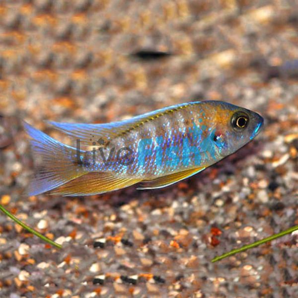Peacock Mamelela - Undu Reef 5cm