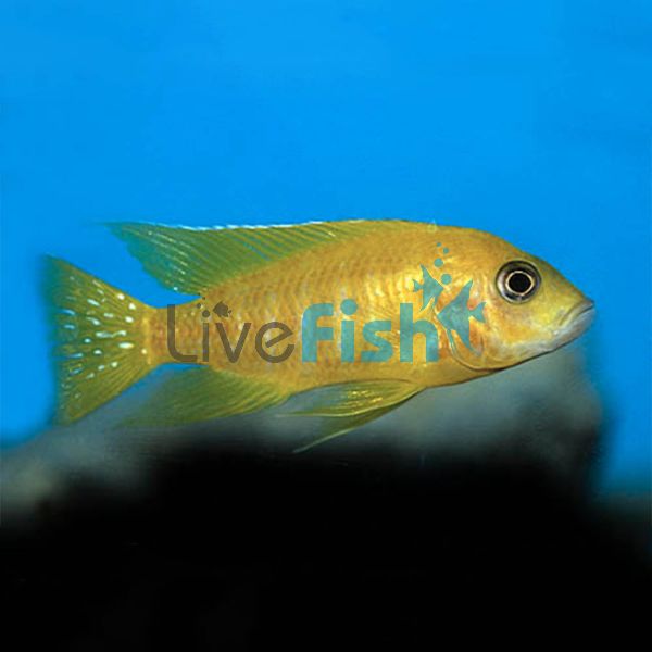 Yellow Benga Peacock 5cm