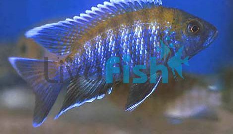 Blue Peacock 7cm