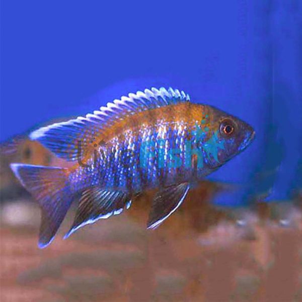 Blue Peacock 5cm