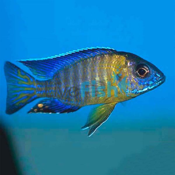 Bi-Colour Maulana Peacock 5cm