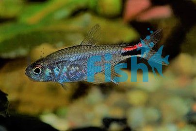 Pepper Tetra 1cm 