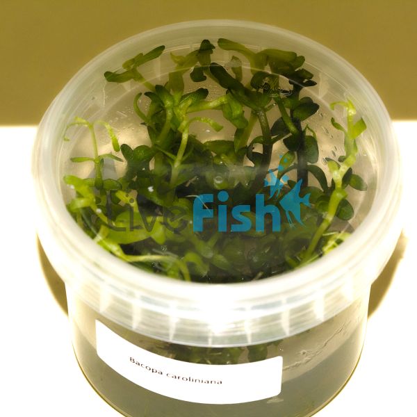 Bacopa Caroliniana - Tissue Culture