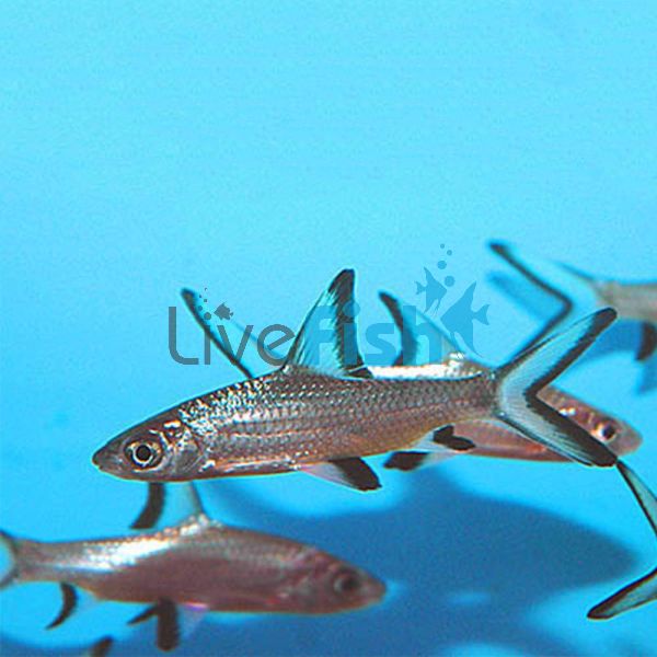 Silver Shark 4cm