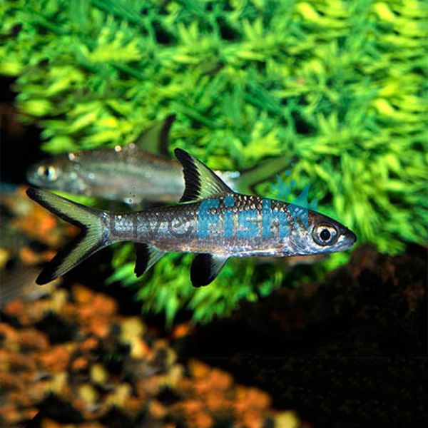 Silver Shark 7cm