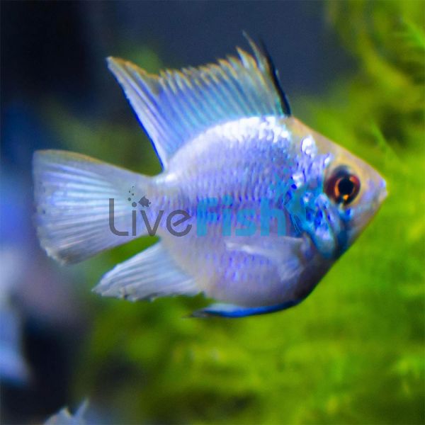 Balloon Electric Blue Ram 3cm