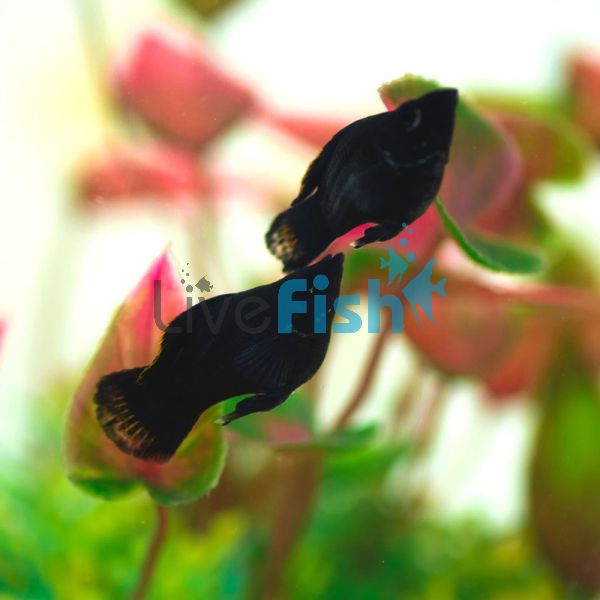 Balloon Black Molly 3.5cm 