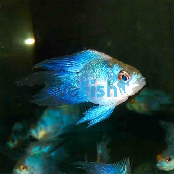 Balloon Electric Blue Longfin Ram 3.5cm