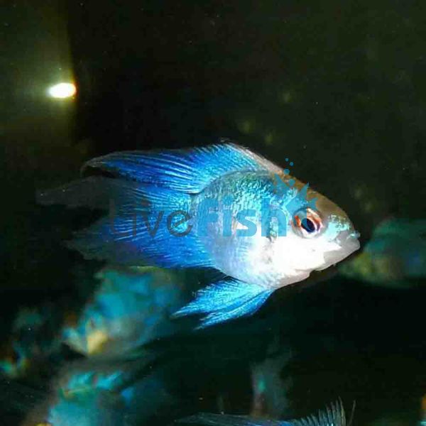 Balloon Electric Blue Longfin Ram 4cm
