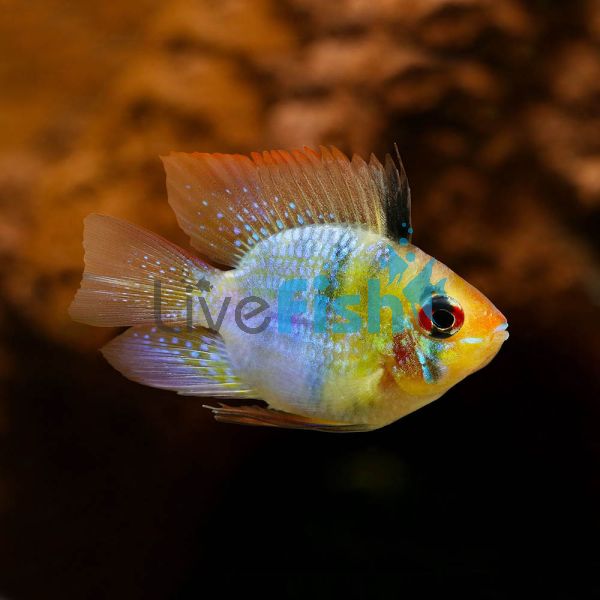Balloon Gold Head Electric Blue Ram 3.5cm