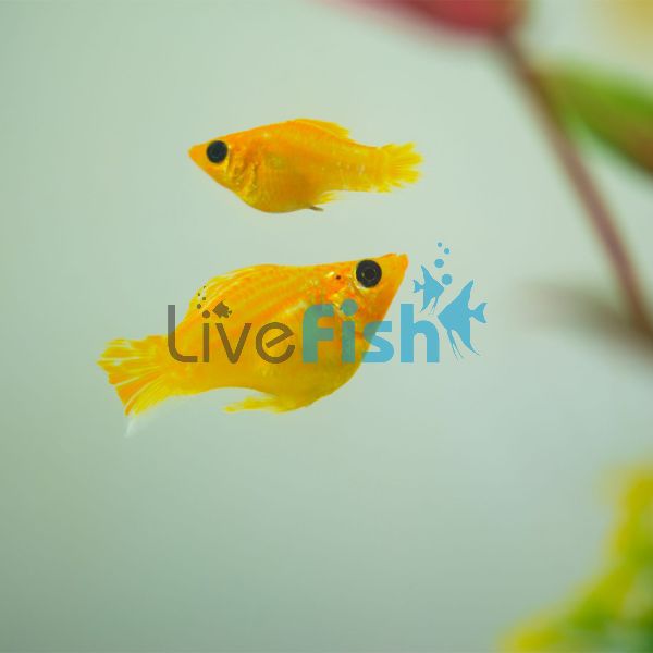 Balloon Gold Molly 3.5cm