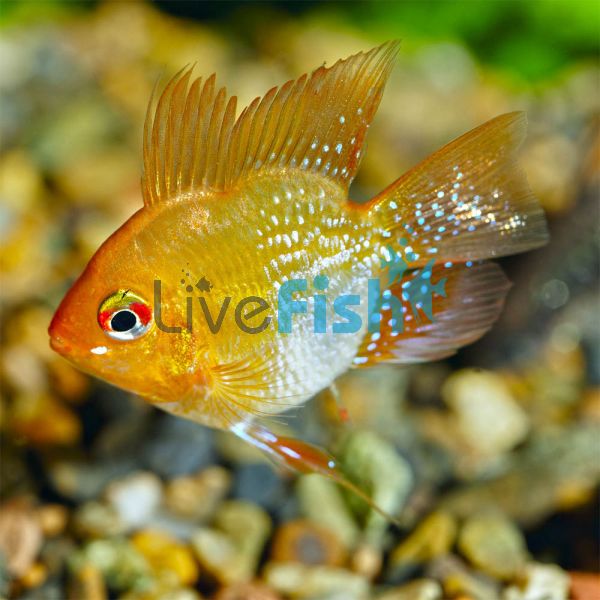 Balloon Gold Ram 3.5cm