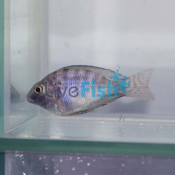 Balloon Marble Peacock 5cm
