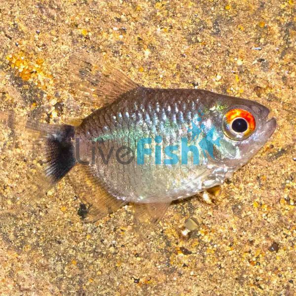 Balloon Red Eye Tetra - Lampeye 3cm