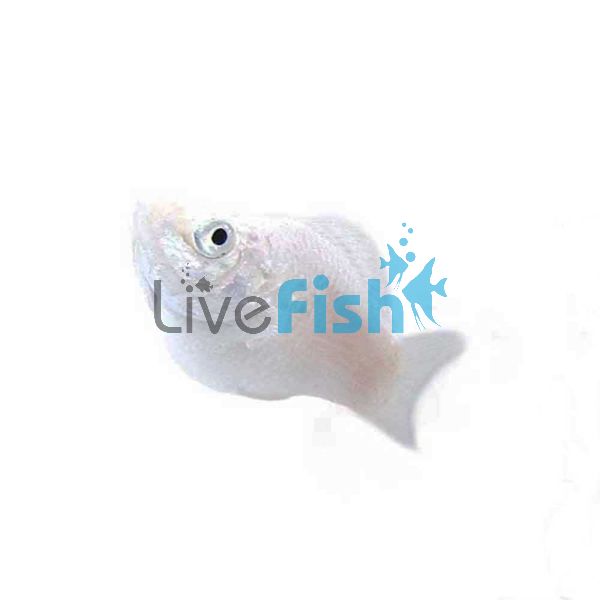Balloon Silver Molly 3.5cm