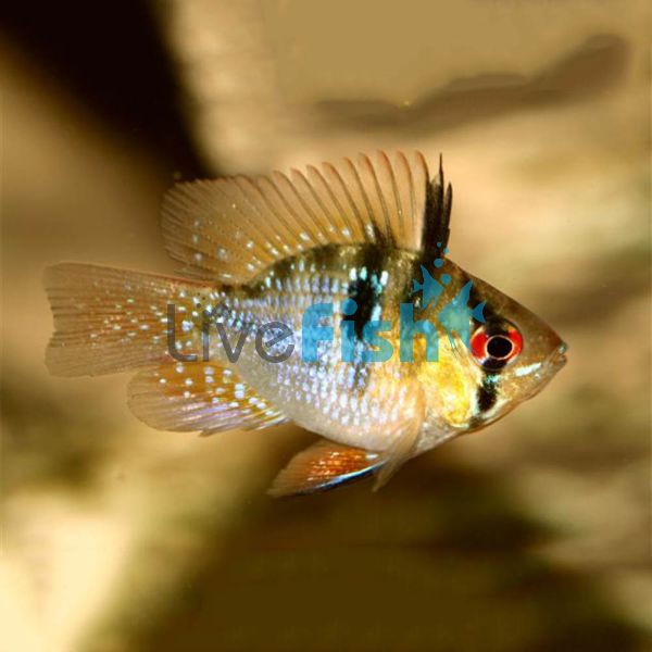 Balloon Blue Ram 4cm