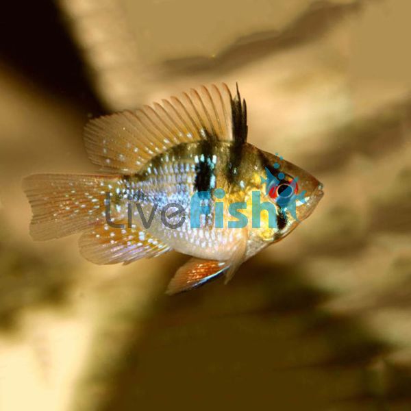 Balloon Blue Ram 3cm