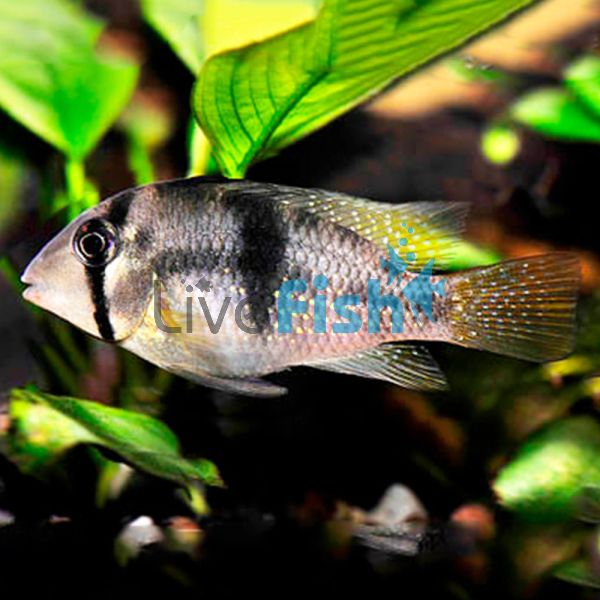 Bandit Cichlid 10cm