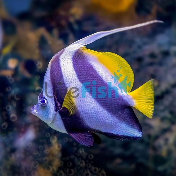 Longfin Bannerfish - Large