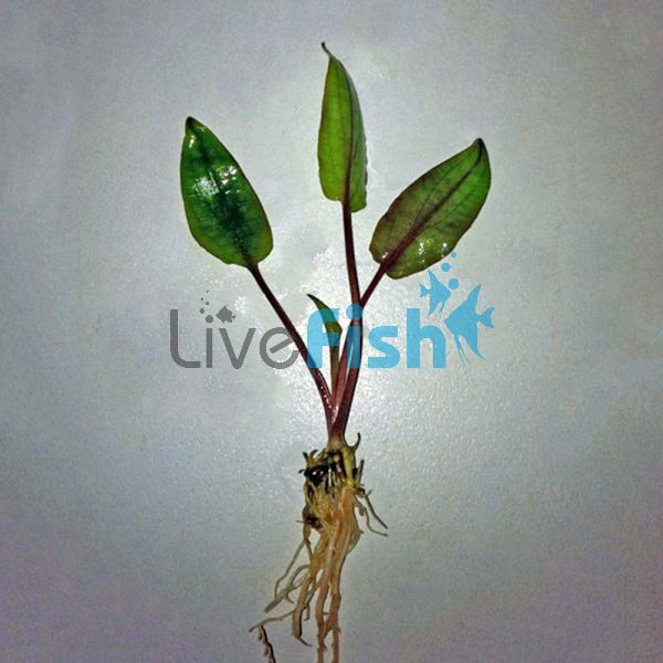 Asst Bareroot Crypts - Medium