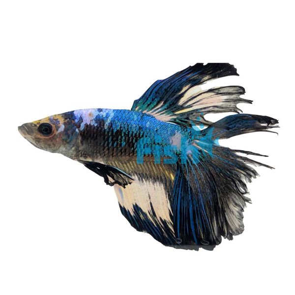 Male Fancy Siamese Fighting Fish (Below Standard) 5cm