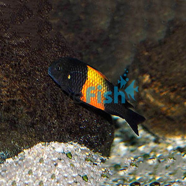 Tropheus Bemba Red 4cm