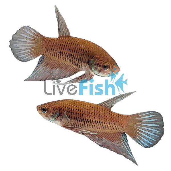 Betta Benjarong Region - Wild Caught 3.5cm