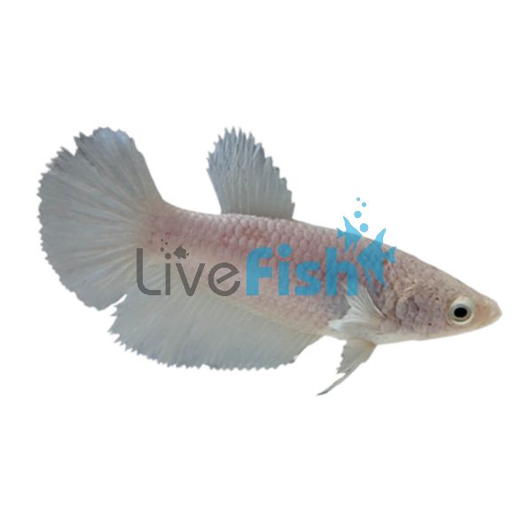 Female Betta Halfmoon White 3.5cm