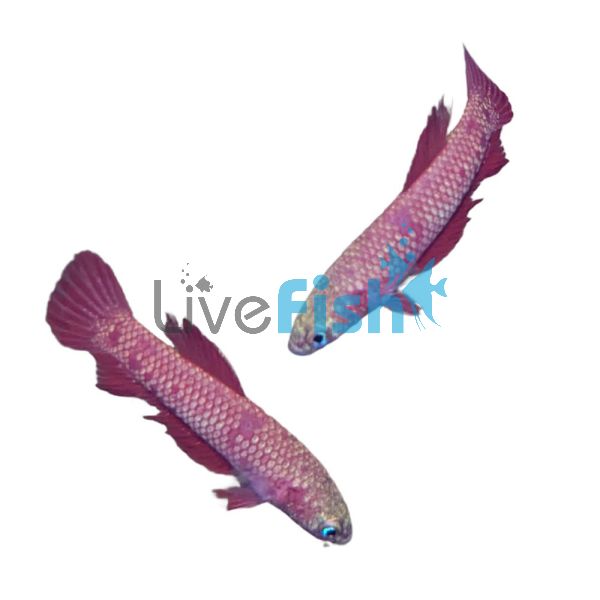 Betta Fire Green - Betta Rutilans Green 3cm