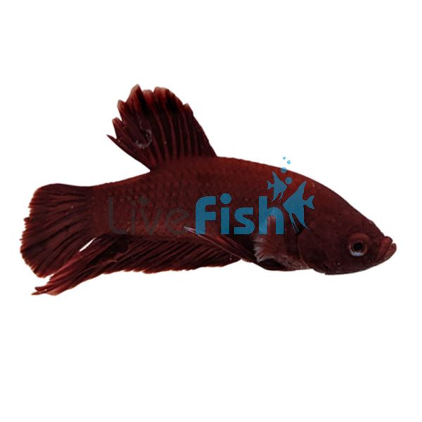 Male Betta Shortfin Red 5cm