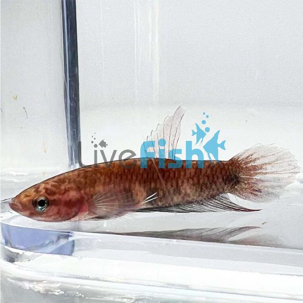 Betta Pair Api Api Green 2.5cm