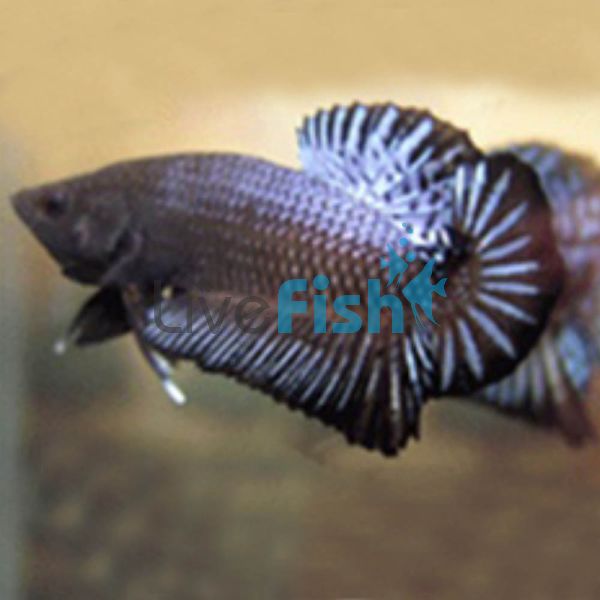 Male Plakat Halfmoon Black Betta - Select 5cm