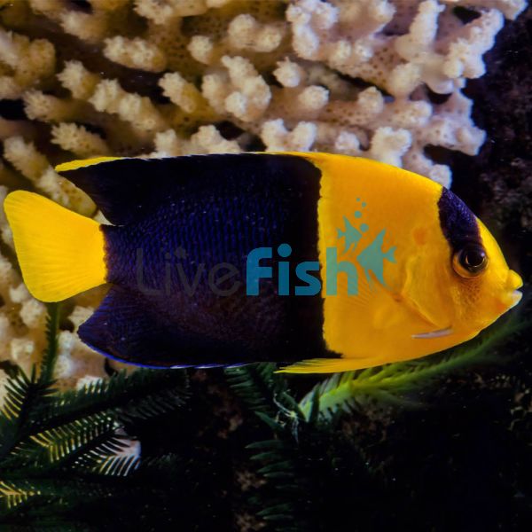 Bi-colour Angelfish - Medium