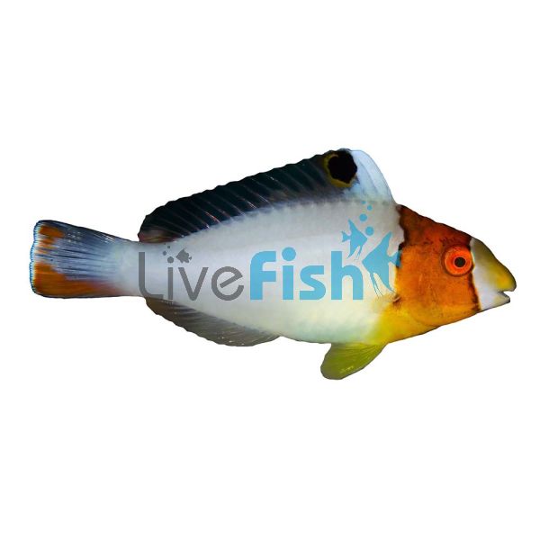 Bicolor Parrotfish - Large